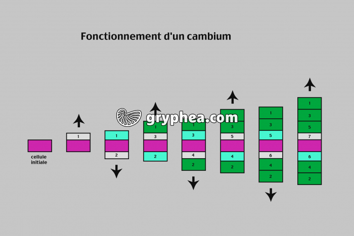 Fonctionnement d'un cambium - gryphea.com
